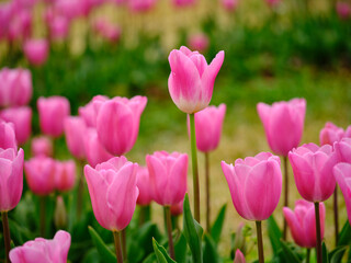 Obraz premium pink tulips in the nature park