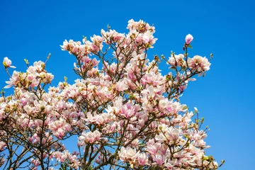 Foto op Aluminium Magnolia © Holland-PhotostockNL