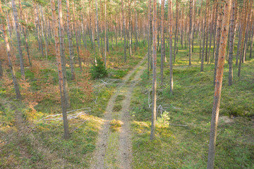 Gruntowa droga w sosnowym lesie. Widok z drona. - 495900738