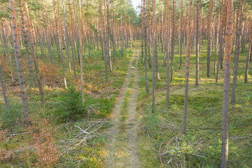 Gruntowa droga w sosnowym lesie. Widok z drona.