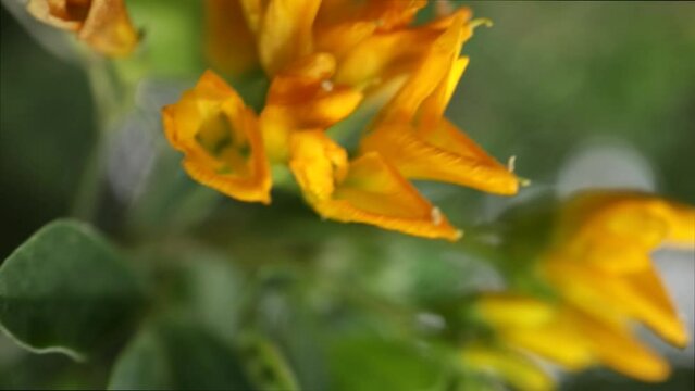 Yellow flowers vertical video with soft focus Rhododendron close up