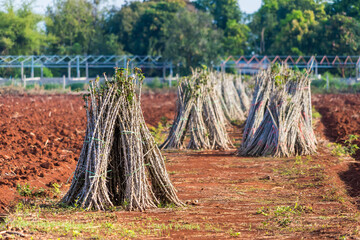 Bundle of stems of cassava.Grow cassava. preparing for Cassava field planting, Bunches of breeding sapling of cassava in plant