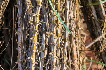 Bundle of stems of cassava.Grow cassava. preparing for Cassava field planting, Bunches of breeding sapling of cassava in plant