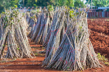 Bundle of stems of cassava.Grow cassava. preparing for Cassava field planting, Bunches of breeding sapling of cassava in plant - 495900959
