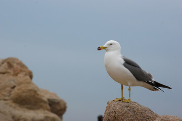 Fototapeta na wymiar The profile of a seagull standing on a rock.