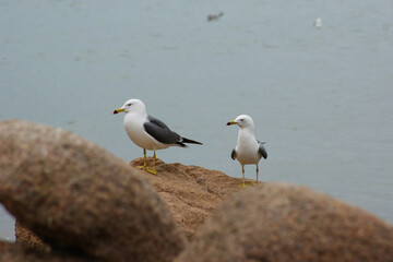 Two seagulls are standing on the rock.