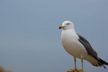 A seagull is standing against the sky.