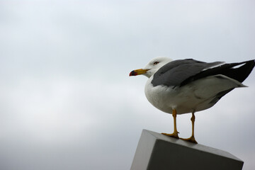 A seagull is standing on the structure.