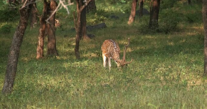 Spotted deer male chital also known as axis deer grazing in forest jungle of Ranthambore National Park, Rajasthan, India