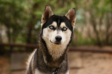 Siberian Husky with Blue Eyes