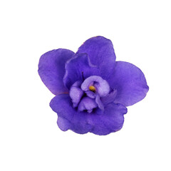 Top view of single blue purple Saintpaulia aka African violet flower. Isolated on a white background.