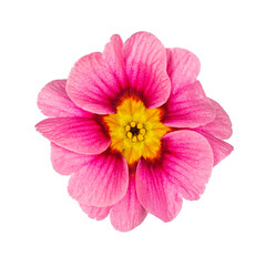 Top view of single pink fuchsia Primula Vulgaris flower. Isolated on a white background.