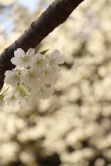 桜・緑吉野満開　萩市　萩城跡　みどりよしの