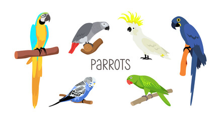 Set of various parrots. Vector cartoon flat birds on white background © Olena