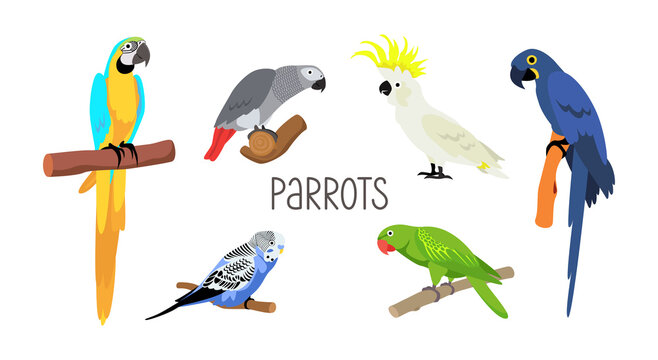 Set of various parrots. Vector cartoon flat birds on white background