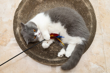 a British short hair cat playing with a feathered rod on a corrugate cat scratcher