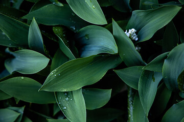 close up of leaves