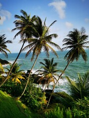 Palm trees or coconut trees on the beach in Toco, Trinidad