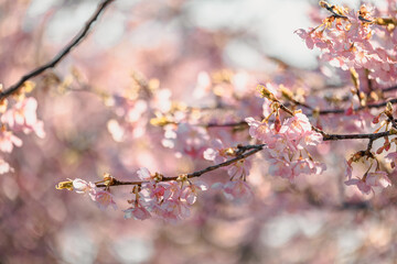 夕暮れの満開な河津桜