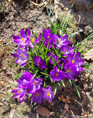 Purple Crocus in sunny day