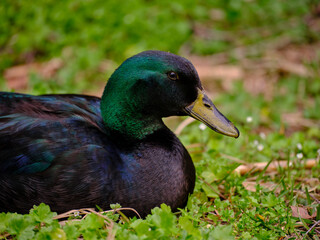mallard duck resting on the grass