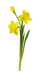 Three yellow narcissus flowers and green leaves isolated - obrazy, fototapety, plakaty