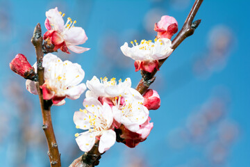 Blooming appricot blossom at blue sky
