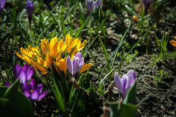 The first spring crocus flowers in a clearing in the park. The Awakening of Nature