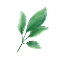 Obraz premium Watercolor art card of green leaves branches. Art botanical watercolor hand-painted. Perfect for greeting cards, or wall decoration.