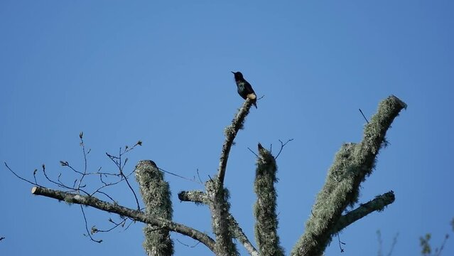 Bird perched in a tree/Oiseau perch&eacute; dans un arbre