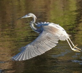 Tricolored heron on a unique strategy fishing expedition 