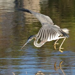 Tricolored heron on a unique strategy fishing expedition 