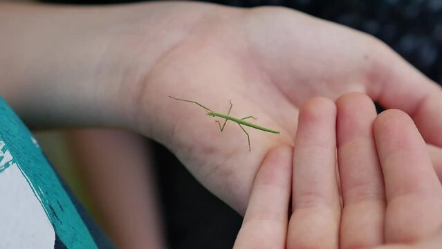 Stick insect crawling on a child's hand/Phasme se baladant sur une main d'enfant