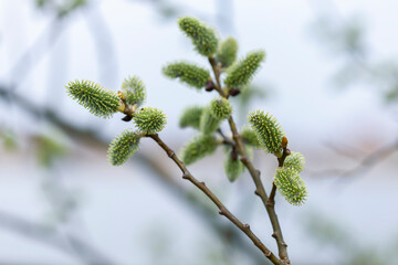 Flowering pussy willow (Salix caprea), female specimens on a background of charming blue sky. Mass flowering of willow cats in early spring with a beautiful bokeh background. Artistic photo, spring co © ihorhvozdetskiy