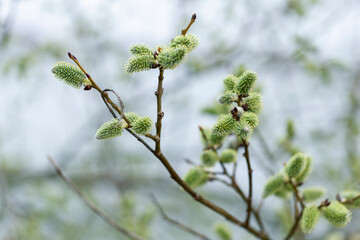 Flowering pussy willow (Salix caprea), female specimens on a background of charming blue sky. Mass...