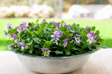 garden flowers pansies multicolored in a pot