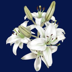 Fototapeta premium Watercolor realistic white lilies. Illustration of a bouquet of lilies
