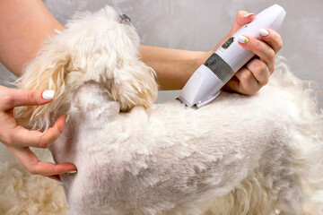 White Maltese dog standing on a table for grooming while trimmed by electrical pet hair trimmer in...