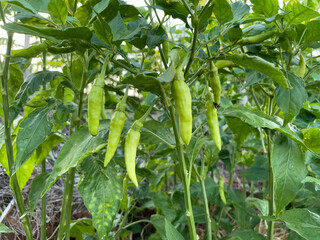 green peppers on the tree