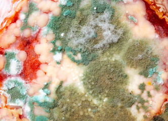 Spoiled food, sausage and moldy cheese. Mold close-up macro. Moldy fungus on food. Fluffy spores...