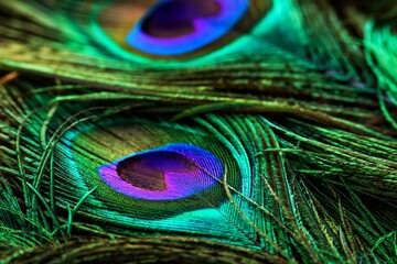 Beautiful shiny, bright, peacock feather closeup. Peacock feather isolated.
