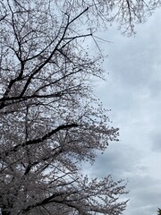 Fototapeta na wymiar The silhouette of the branches and the cherry blossom, the sakura season March 2022, Ueno park Tokyo, Japan