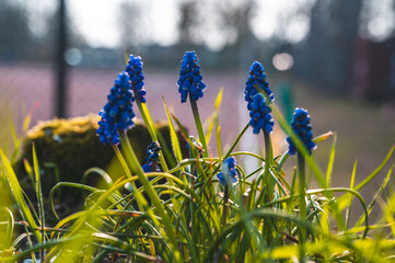Blaue Weinbergs-Traubenhyazinthe (Muscari neglectum) auf einer Wiese, Hannover, Niedersachsen,...