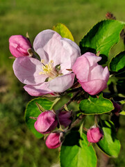 Apple flower. Pink flower of fruit trees. Apple flower stock image. Apple orchard in spring. As an apple tree blooms.
