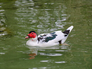 duck swimming in the lake