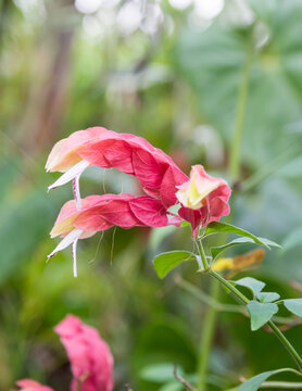 shrimp plant or bush, justicia brandegeeana, red bracts flower with white wings, known as mexican shrimp or lollypop plant, in the garden, shallow depth of field © Shamil