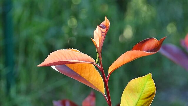 Stick insect on a branch carried by the wind/Phasme sur une branche port&eacute;e par le vent