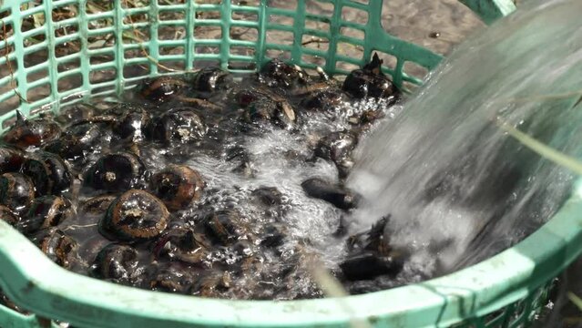 Cleaning mud of water Chestnut bulbs, use to making Sweet jam. Close up. Vietnam