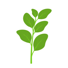 Flat spinach hand drawn vector clip art for animated vegetable leaf illustration herbs