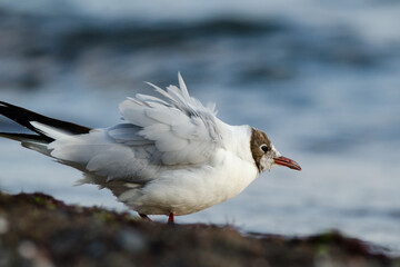 Lachmöwe mit vom Wind aufgeplustertem Gefieder an einem Strand